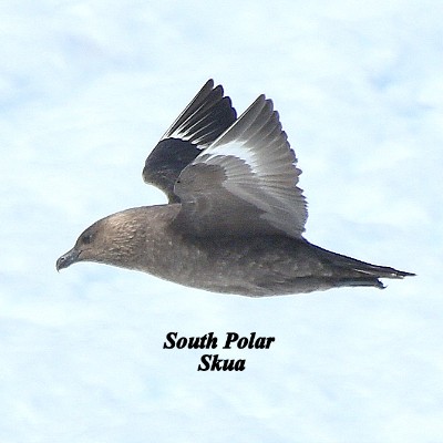 South Polar Skua